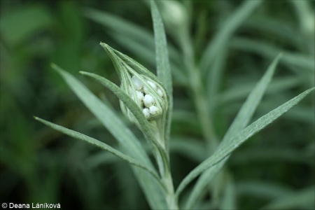 Anaphalis margaritacea – plesnivka perlová