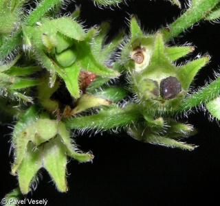 Anchusa officinalis – pilát lékařský