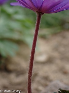 Anemone blanda