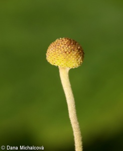 Anemone hupehensis – sasanka japonská
