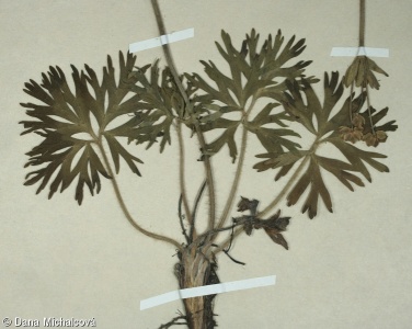 Anemonastrum narcissiflorum – sasanka narcisokvětá, větrnice narcisokvětá