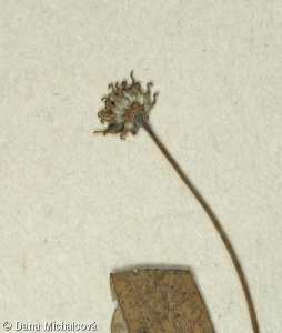 Anemone ranunculoides – sasanka pryskyřníkovitá