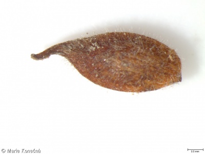 Anemone ranunculoides – sasanka pryskyřníkovitá