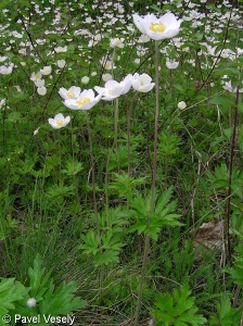 Anemone sylvestris – sasanka lesní
