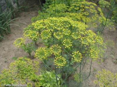 Anethum graveolens subsp. graveolens