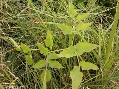 Angelica palustris – matizna bahenní, děhel bahenní
