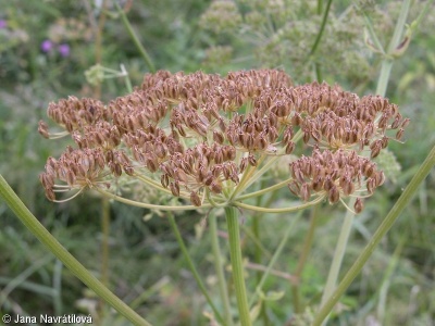 Angelica palustris – matizna bahenní, děhel bahenní