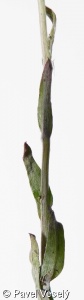 Antennaria dioica