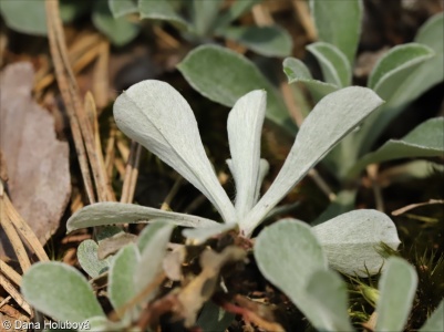 Antennaria dioica – kociánek dvoudomý