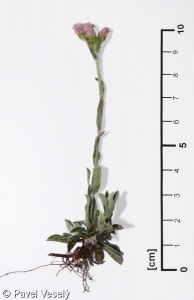 Antennaria dioica – kociánek dvoudomý