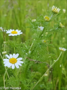 Anthemis cotula