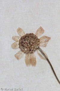 Anthemis cretica subsp. columnae – rmen krétský horský