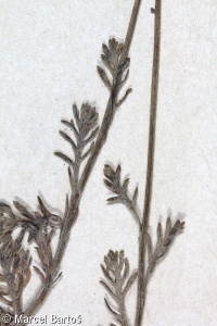 Anthemis cretica subsp. columnae – rmen krétský horský