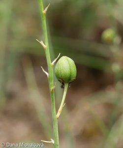 Anthericum liliago – bělozářka liliovitá