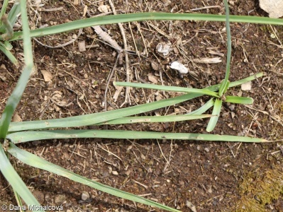 Anthericum liliago – bělozářka liliovitá