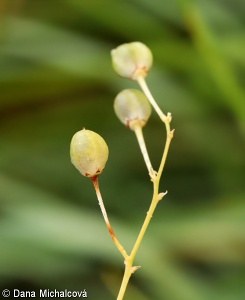 Anthericum ramosum