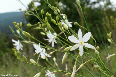 Anthericum ramosum – bělozářka větevnatá