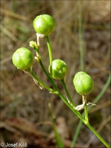 Anthericum ramosum – bělozářka větevnatá