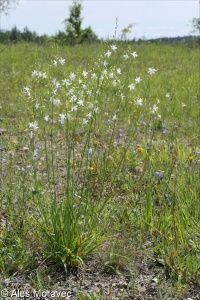 Anthericum ramosum – bělozářka větevnatá