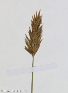 Anthoxanthum alpinum – tomka alpská
