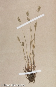 Anthoxanthum aristatum subsp. aristatum
