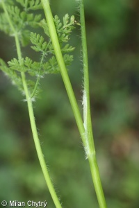 Anthriscus caucalis – kerblík obecný