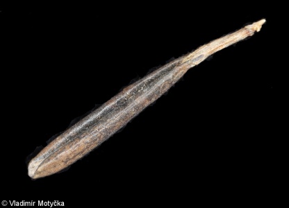 Anthriscus cerefolium – kerblík třebule