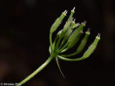 Anthriscus cerefolium var. trichocarpus – kerblík třebule štětinoplodý