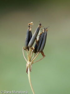 Anthriscus nitidus – kerblík lesklý