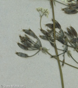 Anthriscus nitidus – kerblík lesklý