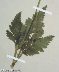 Anthriscus sylvestris agg. – okruh kerblíku lesního