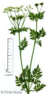 Anthriscus sylvestris – kerblík lesní