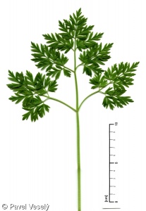 Anthriscus sylvestris – kerblík lesní