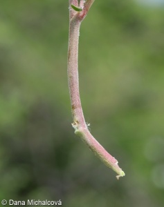 Anthyllis vulneraria – úročník bolhoj