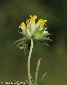 Anthyllis vulneraria subsp. pseudovulneraria – úročník bolhoj obecný