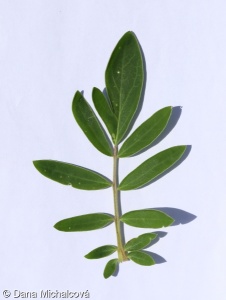 Anthyllis vulneraria subsp. pseudovulneraria – úročník bolhoj obecný