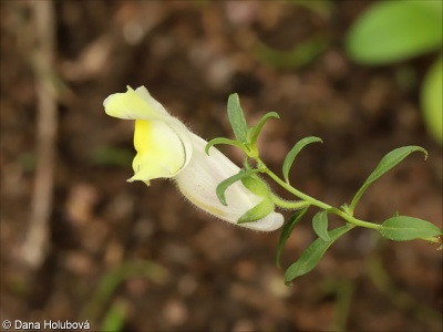 Antirrhinum braun-blanquetii