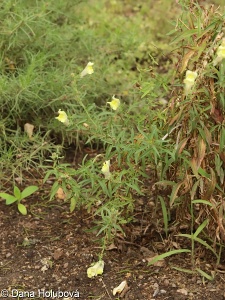 Antirrhinum braun-blanquetii