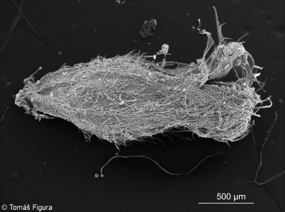 Aphanes arvensis &ndash; nepatrnec rolní
