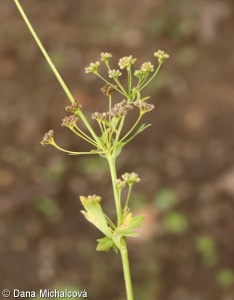 Apium graveolens – miřík celer, celer
