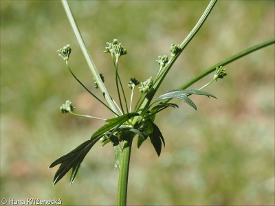 Apium graveolens &ndash; miřík celer, celer