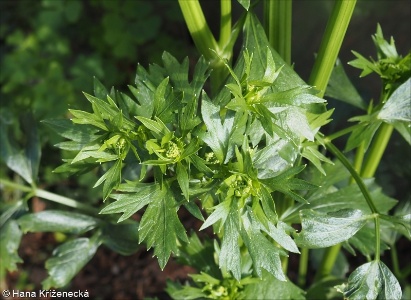 Apium graveolens &ndash; miřík celer, celer