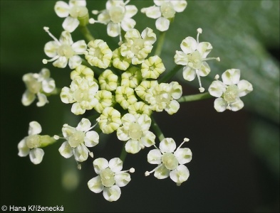 Apium graveolens &ndash; miřík celer, celer