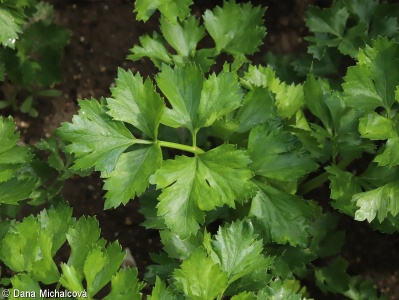 Apium graveolens – miřík celer, celer