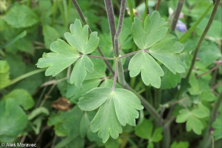Aquilegia vulgaris
