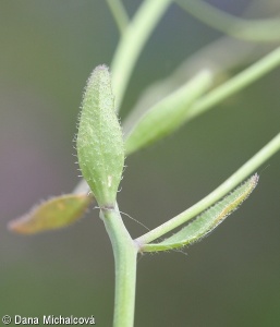 Arabidopsis thaliana – huseníček rolní