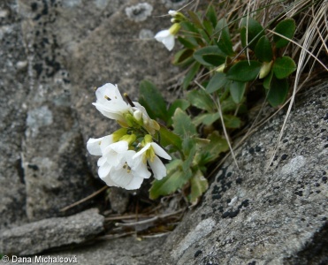 Arabis alpina agg. – okruh huseníku alpského