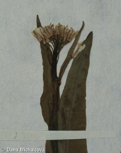 Arabis pauciflora – huseník chudokvětý, husečník chudokvětý