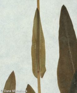 Arabis pauciflora – huseník chudokvětý, husečník chudokvětý
