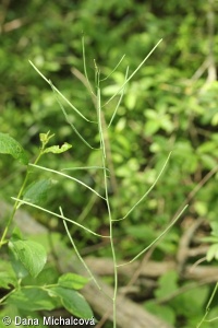 Fourraea alpina